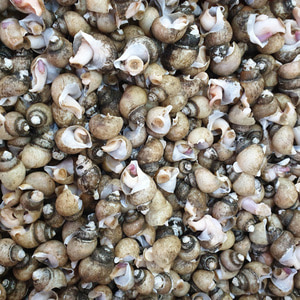 동해안 자연산 흑골뱅이 1kg (50-70미) [자숙급냉]