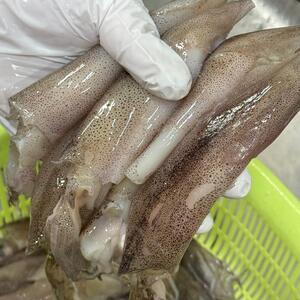 통찜용 총알 한치 500g (15-25미)