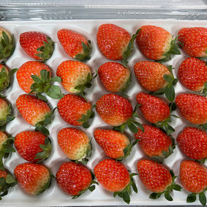 설향딸기 700g 특 (20-30구)