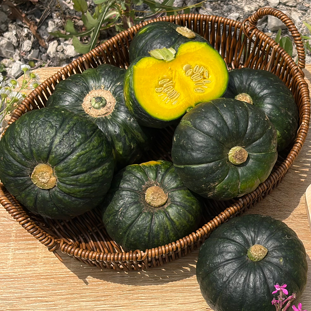 제주미니밤호박정품10kg(14-33과)